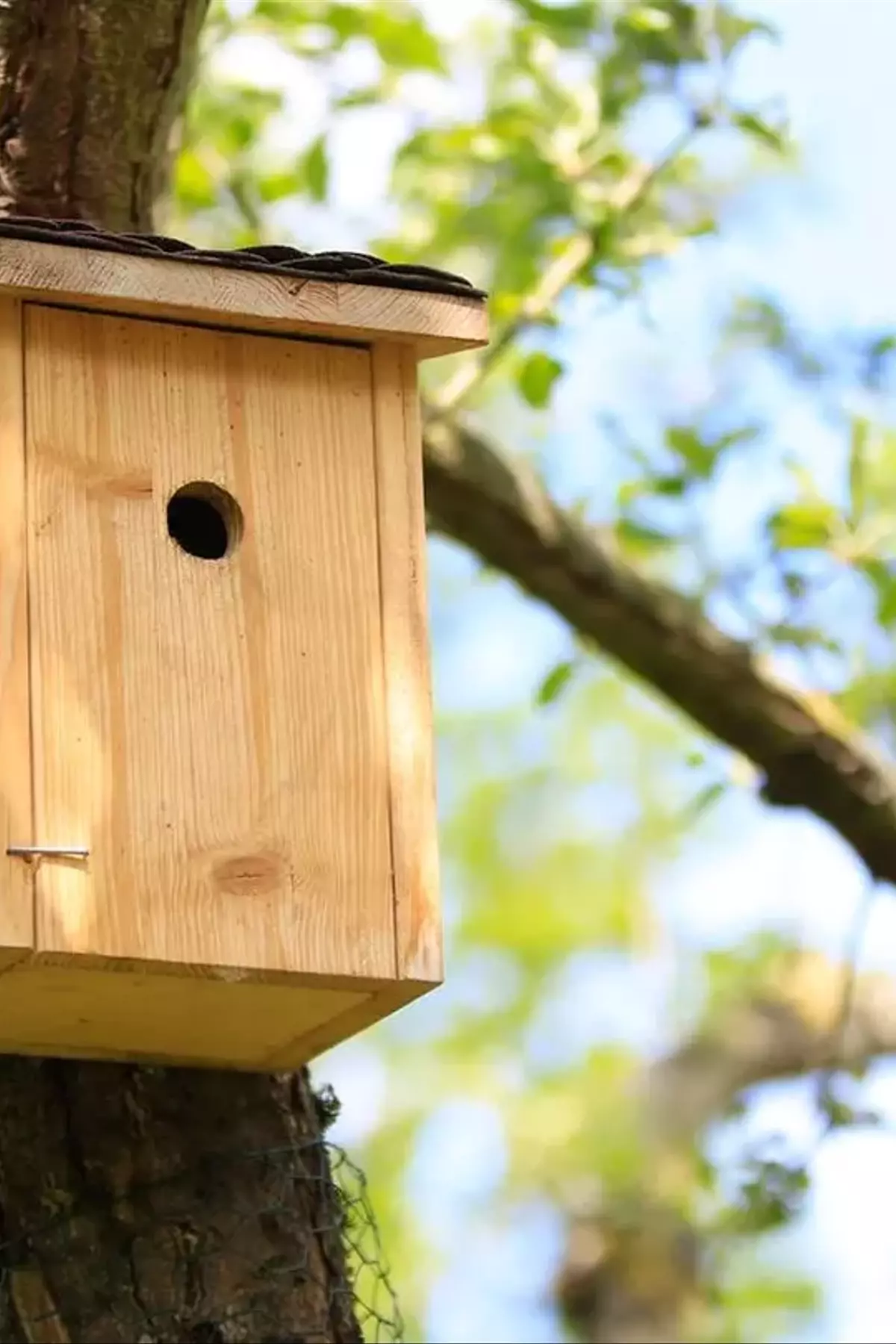 Den Nistkasten erkennen: Ein umfassender Leitfaden zur Vogelbeobachtung