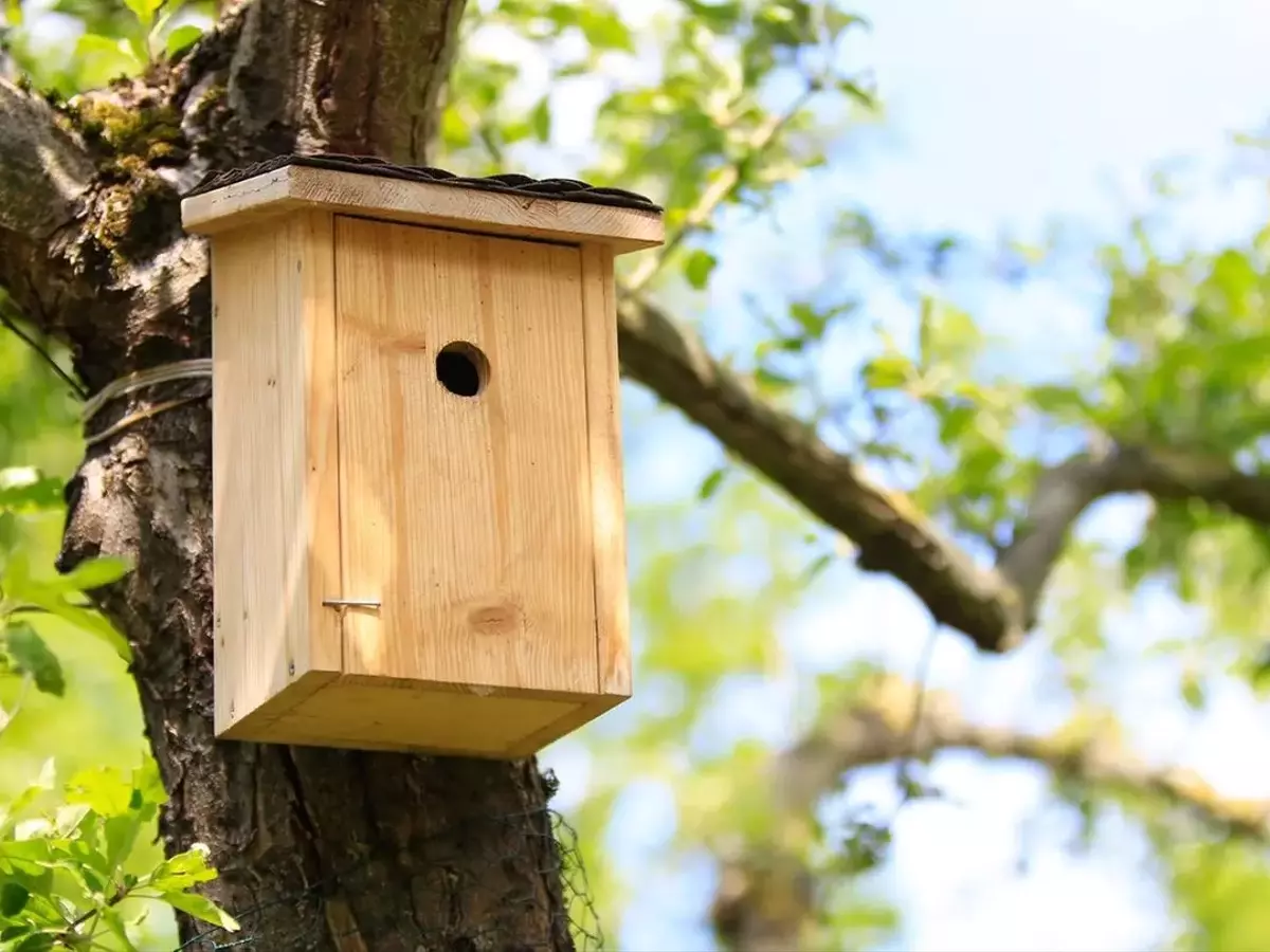 Den Nistkasten erkennen: Ein umfassender Leitfaden zur Vogelbeobachtung