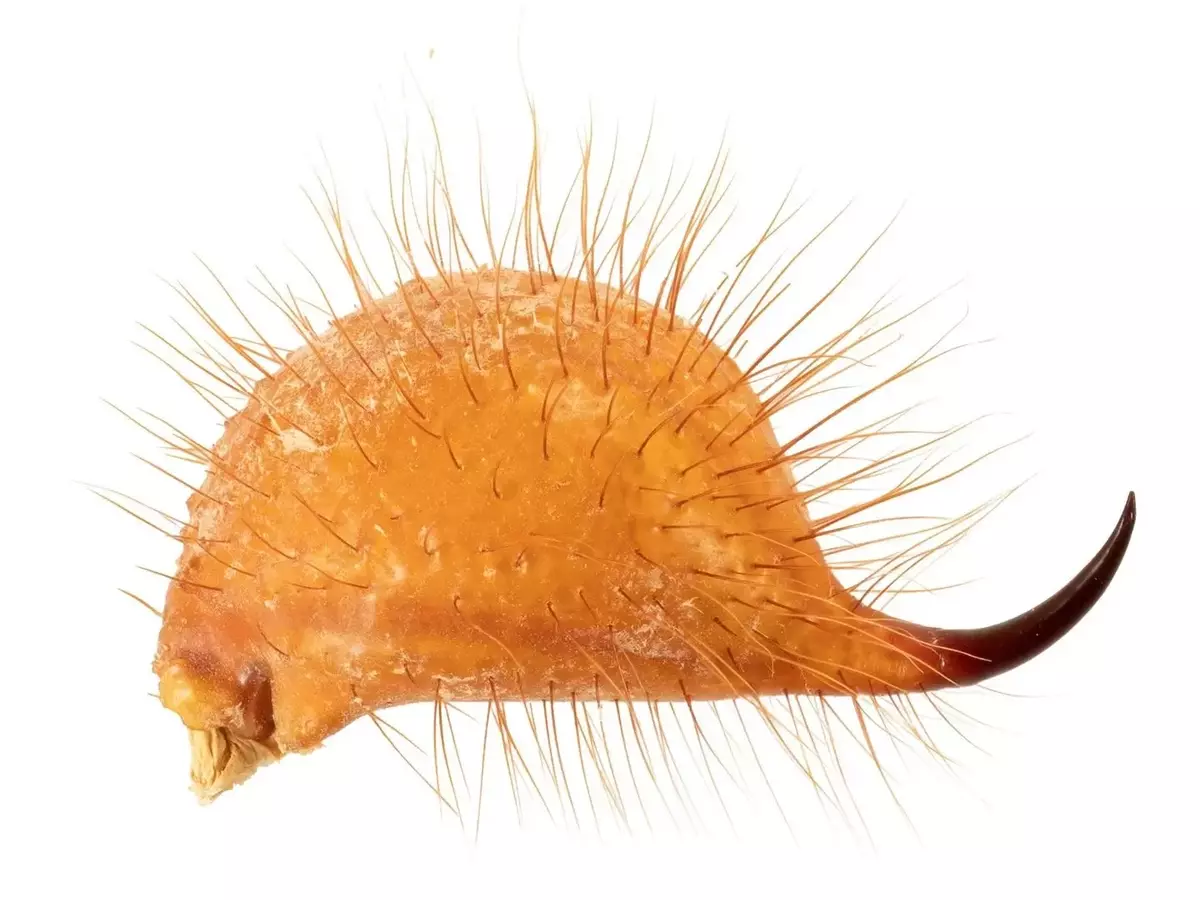 Skorpione: Meister der Metallnutzung für Überleben und Jagd