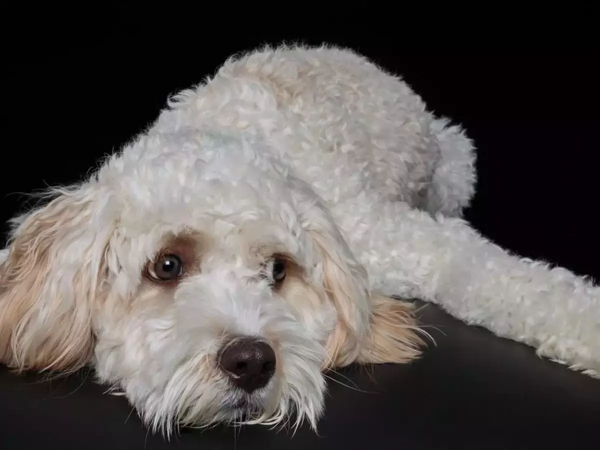 Gehirnentwicklung bei Hunden: Domestikation und ihre Auswirkungen