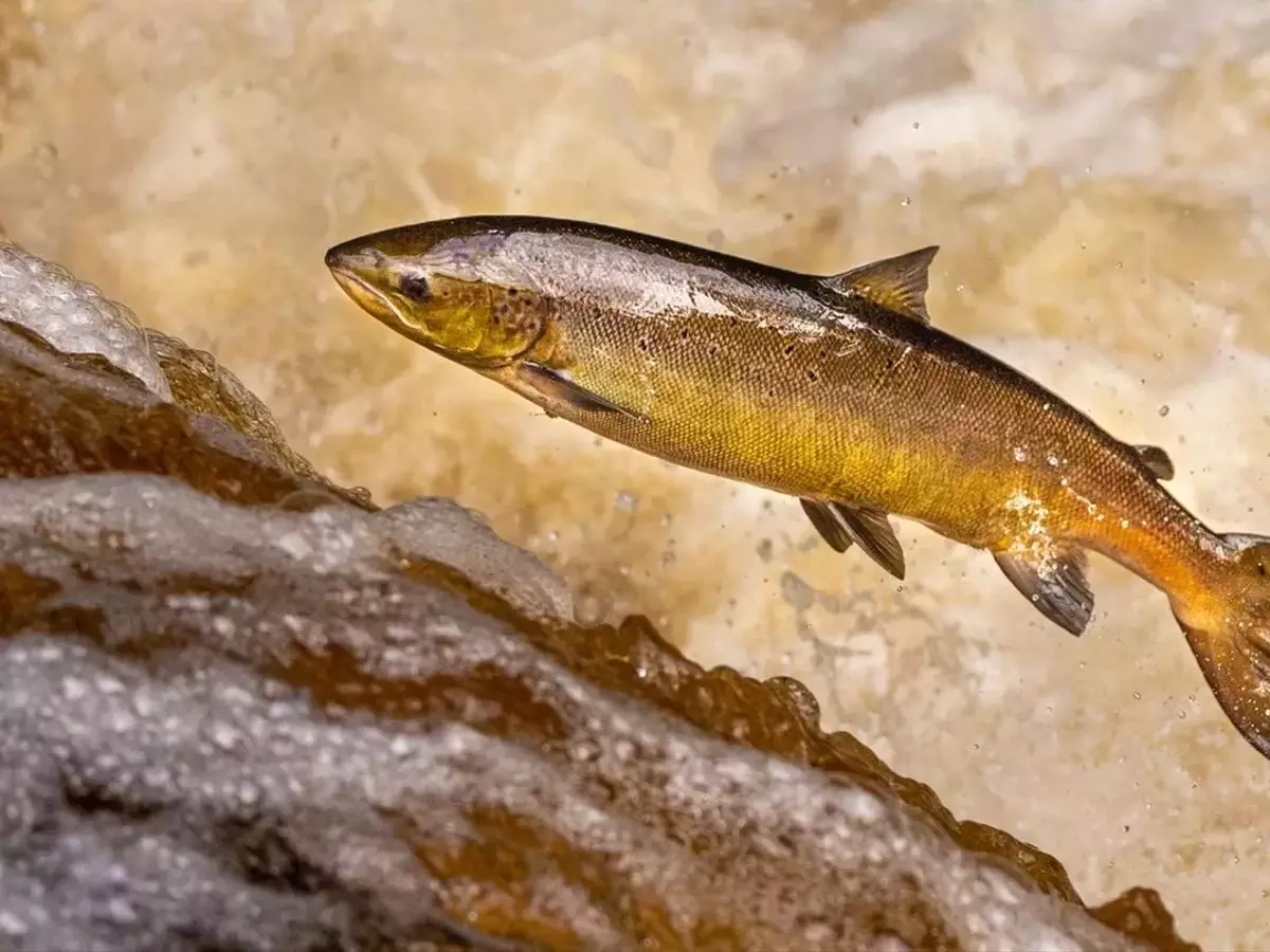 Kokainrückstände beeinflussen Wanderverhalten von Lachsen