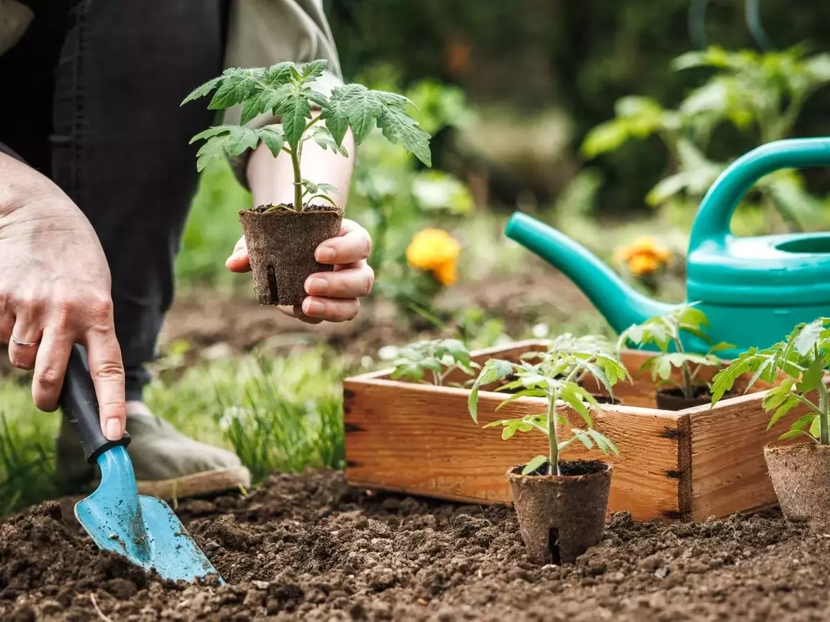 Tomaten erfolgreich anbauen: Ein umfassender Leitfaden für Standort, Pflege und Ernte