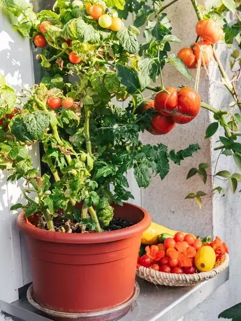 Bokashi-Kompostierung: Küchenabfälle in fruchtbare Tomatenerde verwandeln