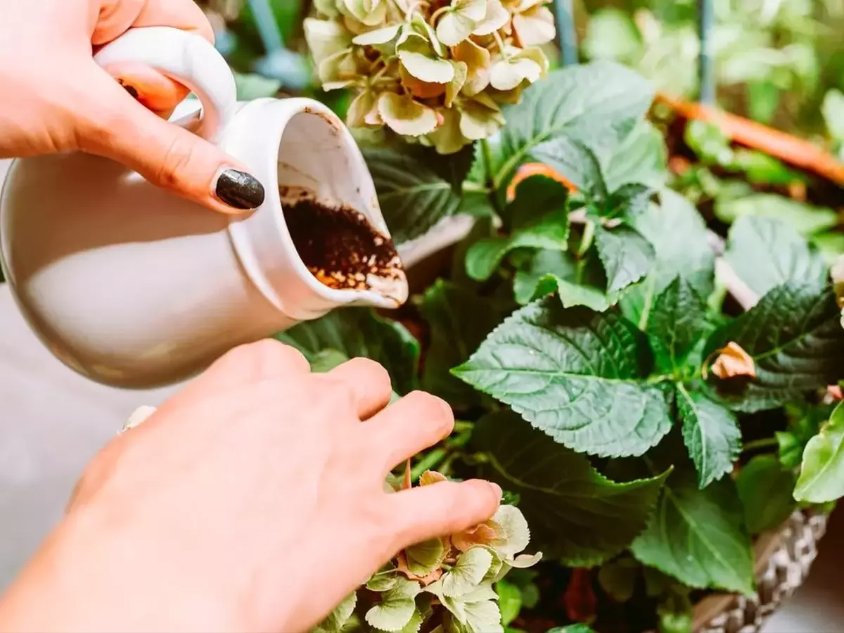 Die Kunst des Düngens mit Kaffeesatz: Häufige Fehler vermeiden und Pflanzen optimal pflegen