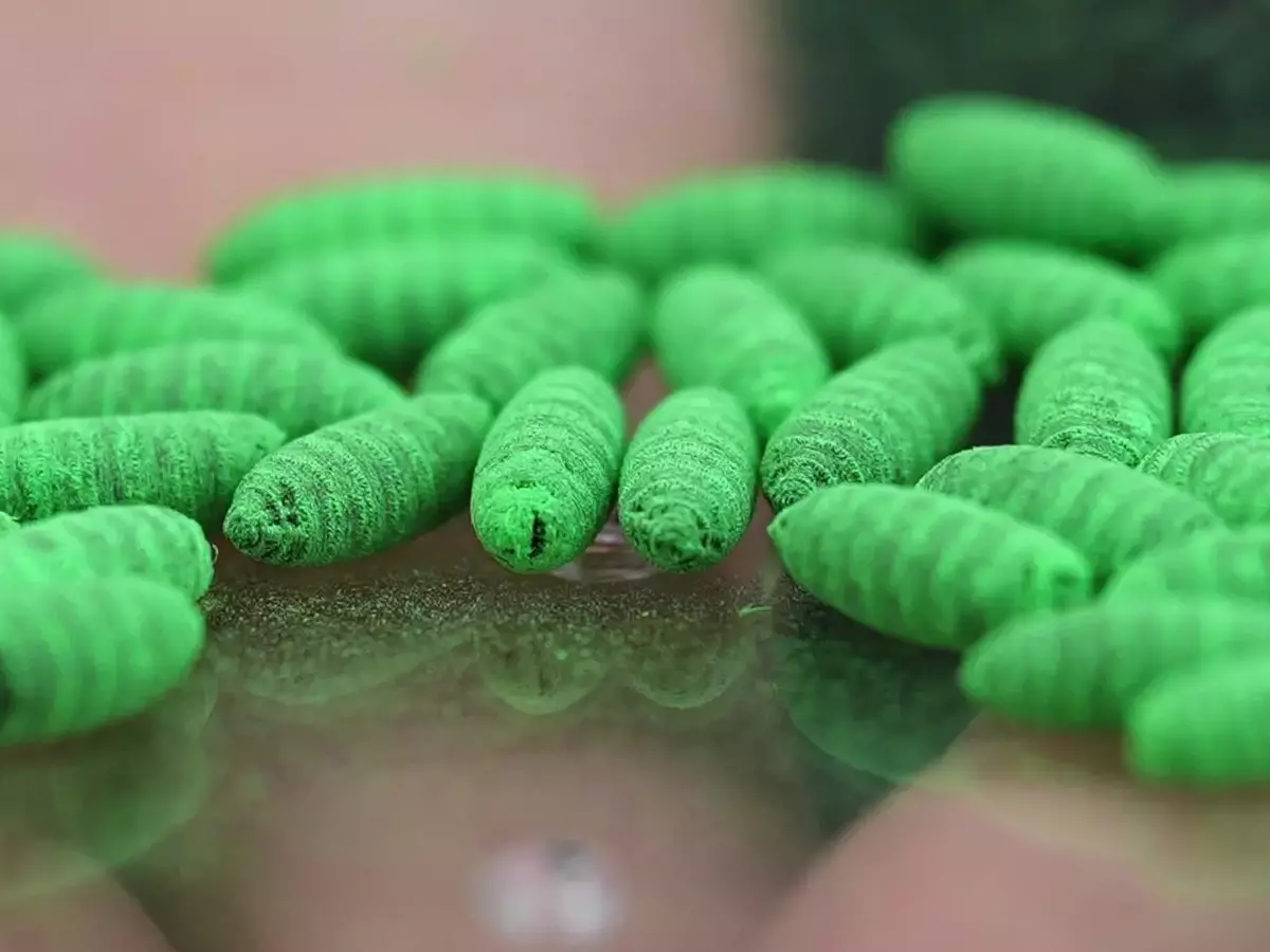 Der fleischfressende Wurm in den USA: Eine Herausforderung zwischen Biologie und Politik