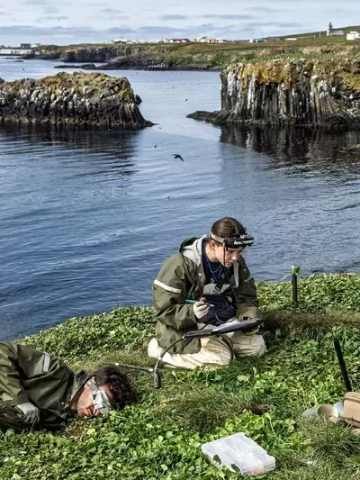 Island: Studierende retten Papageientaucher