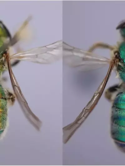 Bienen passen Farbe an Wetter an