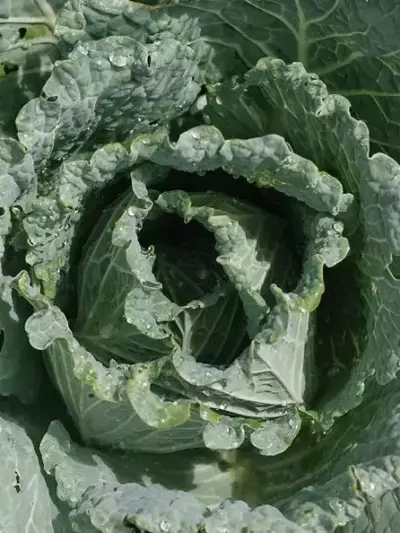 Saisonal und nachhaltig durch den Winter: Eine kulinarische Entdeckungsreise