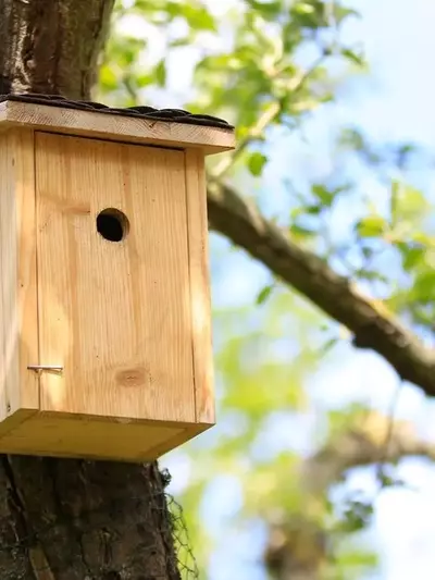 Den Nistkasten erkennen: Ein umfassender Leitfaden zur Vogelbeobachtung