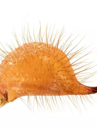 Skorpione: Meister der Metallnutzung für Überleben und Jagd