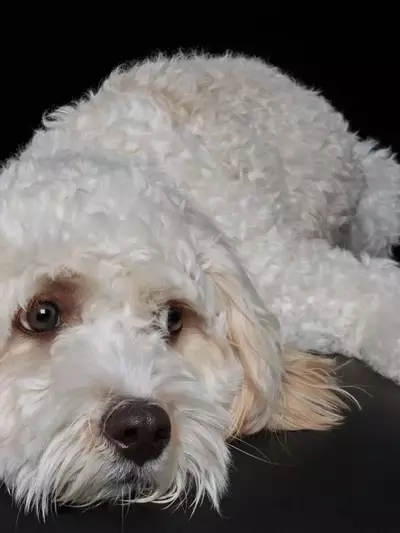 Gehirnentwicklung bei Hunden: Domestikation und ihre Auswirkungen