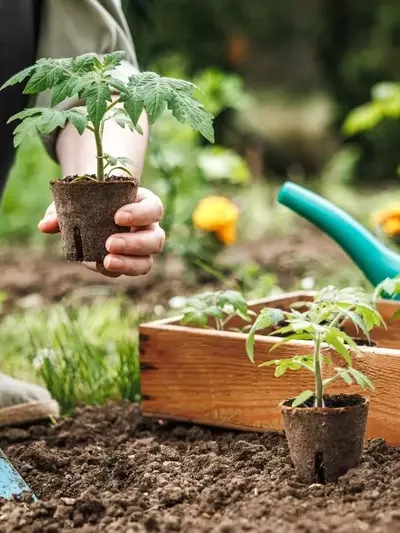 Tomaten erfolgreich anbauen: Ein umfassender Leitfaden für Standort, Pflege und Ernte