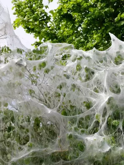 Das Mysterium der spinnennetzartigen Pflanzenhüllen: Ein Naturphänomen erklärt