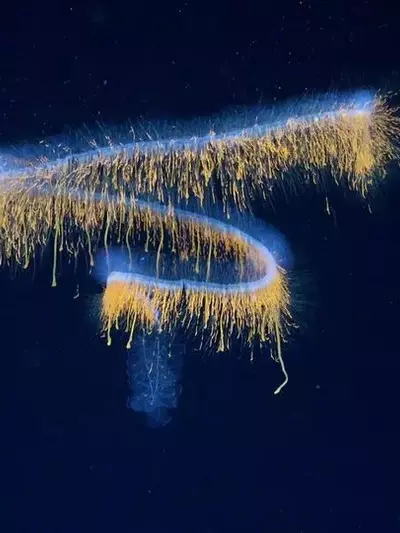 Forschung enthüllt 31 neue Arten in der Tiefsee vor Brasilien