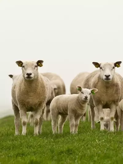 Das Phänomen "Schafskälte" im Juni: Ursachen und Auswirkungen