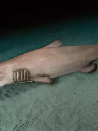 Erste Unterwasseraufnahmen eines seltenen Koboldhais im Pazifik enthüllt