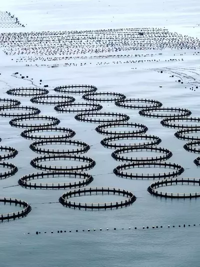 Globale Fischereiproduktion erreicht historischen Höchststand, doch Nachhaltigkeit bleibt Sorge
