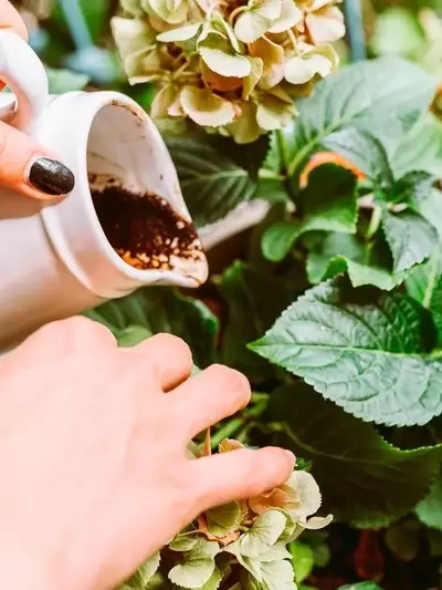Die Kunst des Düngens mit Kaffeesatz: Häufige Fehler vermeiden und Pflanzen optimal pflegen
