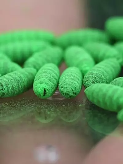 Der fleischfressende Wurm in den USA: Eine Herausforderung zwischen Biologie und Politik