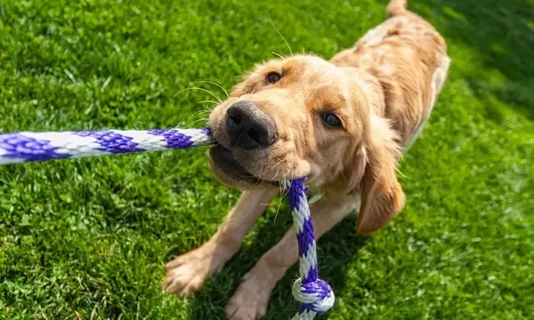 Die Bedeutung des Spiels für die Mensch-Hund-Beziehung: Eine wissenschaftliche Untersuchung