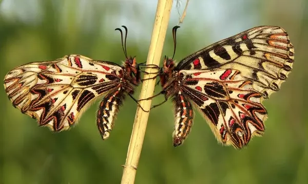 Die verborgene Stärke der Schmetterlinge: Eine Unterhaltung mit Marion Jaros