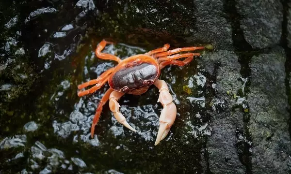 Die Evolution des Seitwärtsgangs von Krabben: Eine Studie