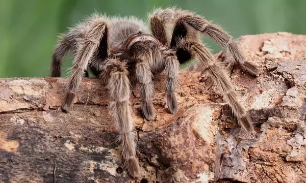 Die Goliath-Vogelspinne: Ein Gigant unter den Spinnen