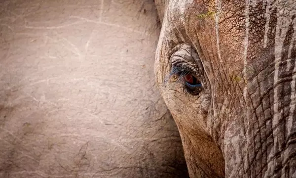 Elefanten im Kruger-Nationalpark: Eine Eskalation der Wildnis