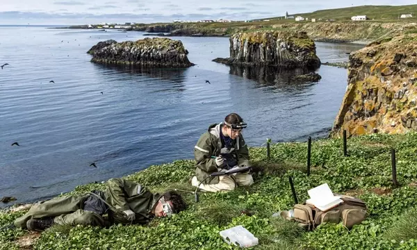 Island: Studierende retten Papageientaucher
