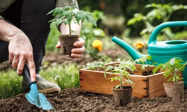 Tomaten erfolgreich anbauen: Ein umfassender Leitfaden für Standort, Pflege und Ernte