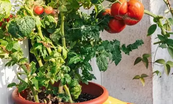Bokashi-Kompostierung: Küchenabfälle in fruchtbare Tomatenerde verwandeln