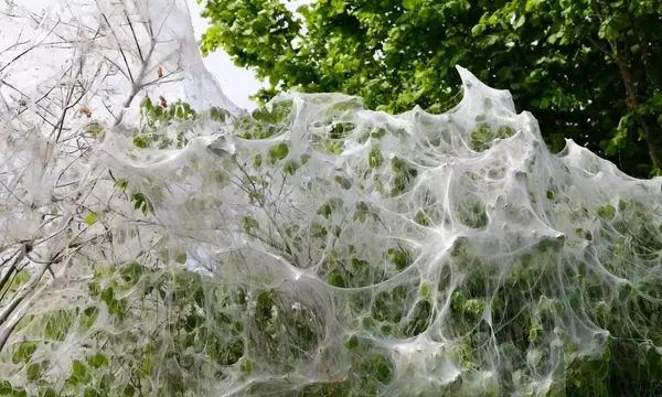 Das Mysterium der spinnennetzartigen Pflanzenhüllen: Ein Naturphänomen erklärt