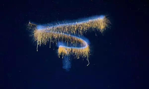 Forschung enthüllt 31 neue Arten in der Tiefsee vor Brasilien