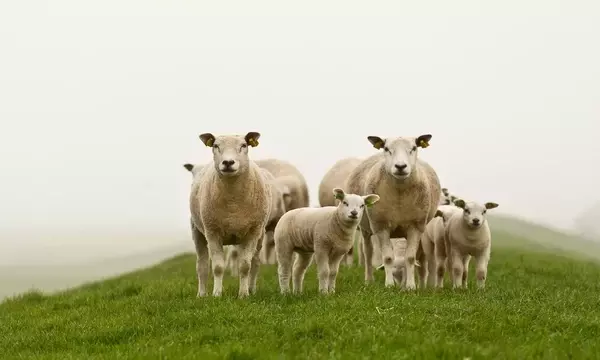 Das Phänomen "Schafskälte" im Juni: Ursachen und Auswirkungen