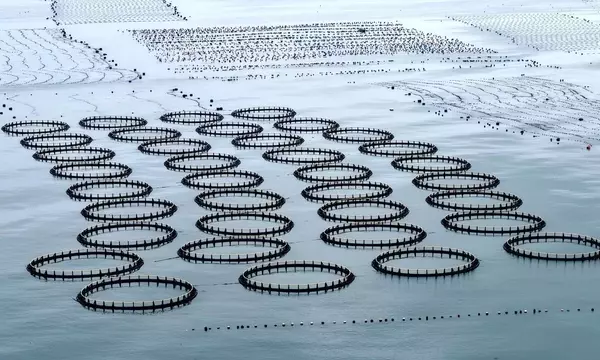 Globale Fischereiproduktion erreicht historischen Höchststand, doch Nachhaltigkeit bleibt Sorge