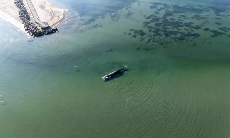 Meeresriese in Not: Der Buckelwal in der Lübecker Bucht und die unbeantworteten Fragen zukünftiger Strandungen