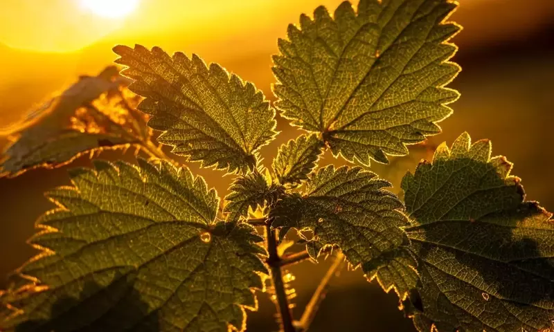 Wildpflanzen im Garten: Ein Paradies für Insekten und andere Tiere