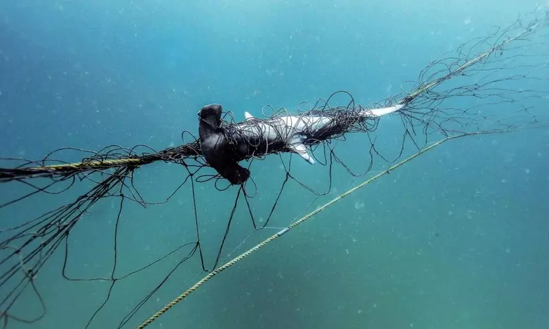 Australiens Hainetze: Ein Dilemma zwischen Menschenschutz und Tierschutz