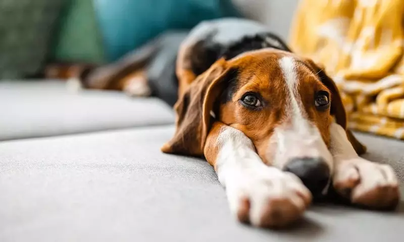 Hundeschmerz: Unerkannte Leiden bei Vierbeinern