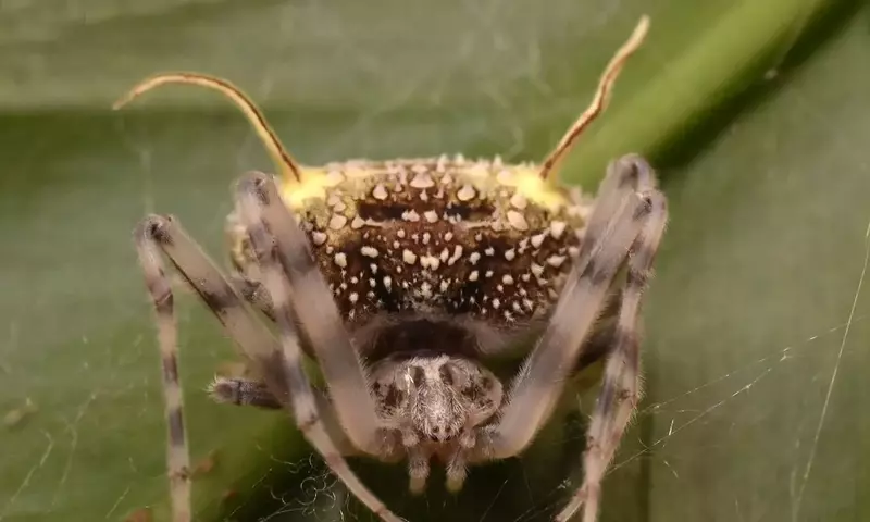 Eine Spinne tarnt sich als tödlicher Pilz: Eine neue Mimikry-Strategie im Amazonas-Regenwald