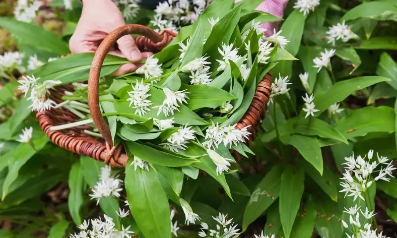 Bärlauch sammeln: Risiken und sichere Erkennung