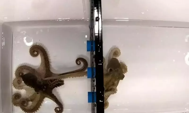 Oktopusse: Eine chemische Romanze unter Wasser