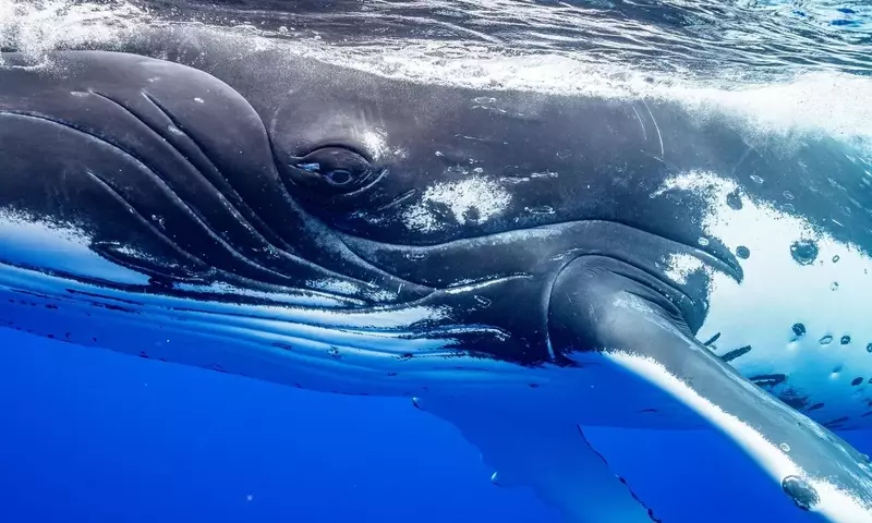 Wale: Verstehen sie den Tod?