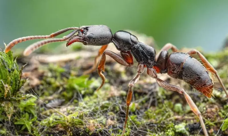 Asiatische Nadelameise: Eine neue Bedrohung in Deutschlands Natur
