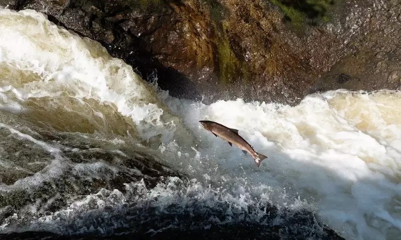 Dramatischer Rückgang der wandernden Süßwasserfischarten weltweit