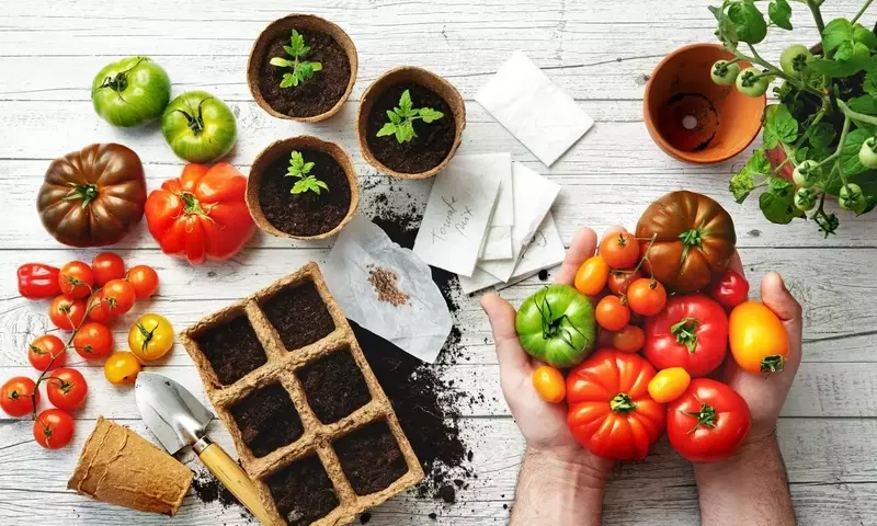 Tomaten erfolgreich anbauen: Ein umfassender Leitfaden für Anfänger