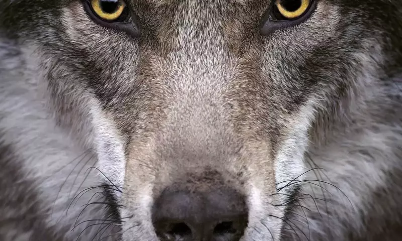 Umgang mit Wölfen: Verhaltensregeln bei Begegnungen