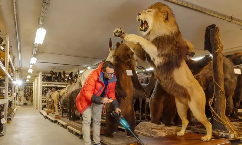 Mottenalarm im Museum: Der Schädlingsbekämpfer im Einsatz