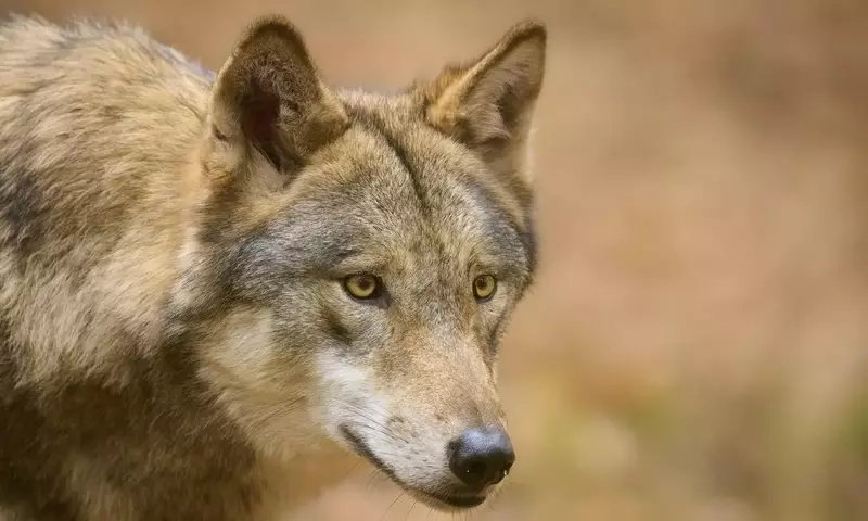 Stadtbewohner: Die wachsende Präsenz von Wildtieren in urbanen Gebieten