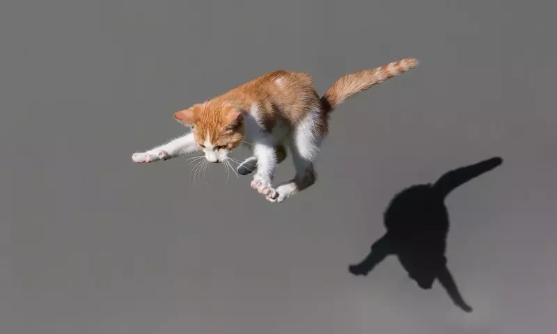 Das Geheimnis der Katzenlandung: Wissenschaftliche Erklärung für das "Air-Righting"